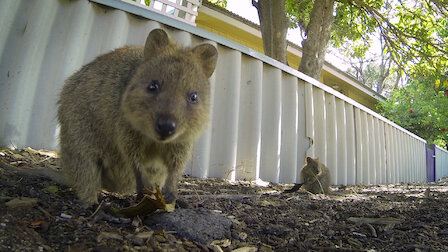 Watch 72 Cutest Animals | Netflix Watch 72 Cutest Animals | Netflix
