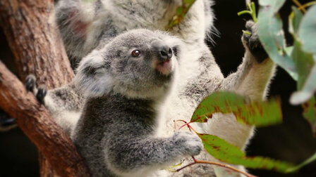 Watch 72 Cutest Animals | Netflix Watch 72 Cutest Animals | Netflix